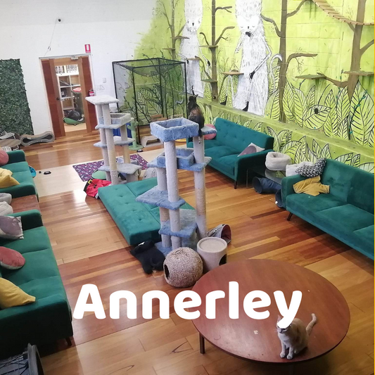 Cat Experience - Annerley