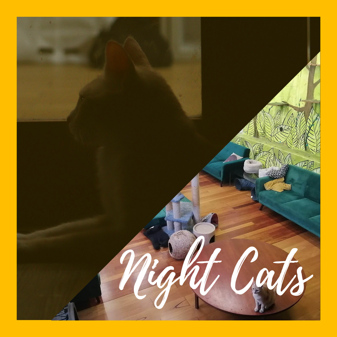 (18+) Board Games - Night Cats Experience